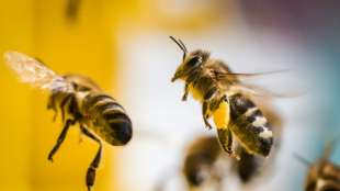 Bienensch&auml;dliche Pestizide bleiben in Frankreich vorerst erlaubt
