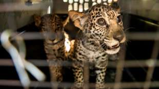 Zwei kleine Jaguare in Nicaragua aus F&auml;ngen von Tierh&auml;ndlern befreit