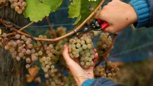 Wein wird erstmals in allen Fl&auml;chenl&auml;ndern angebaut