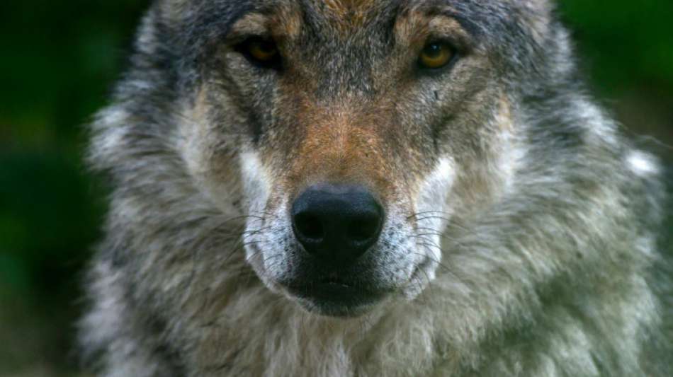 Wolf verirrt sich ins s&auml;chsische Riesa