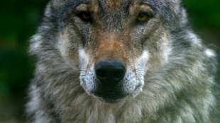 Wolf verirrt sich ins s&auml;chsische Riesa