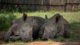 Zunahme der Nashorn-Wilderei in S&uuml;dafrika