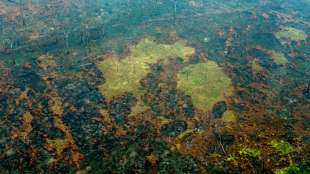 Brasilien verzeichnet mehr als 222.000 Waldbrände im vergangenen Jahr 