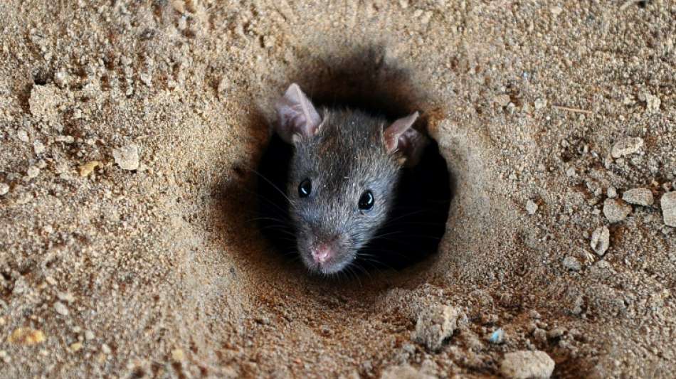 Kabinett bringt strengere Regeln f&uuml;r Sch&auml;dlingsbek&auml;mpfungsmittel auf den Weg