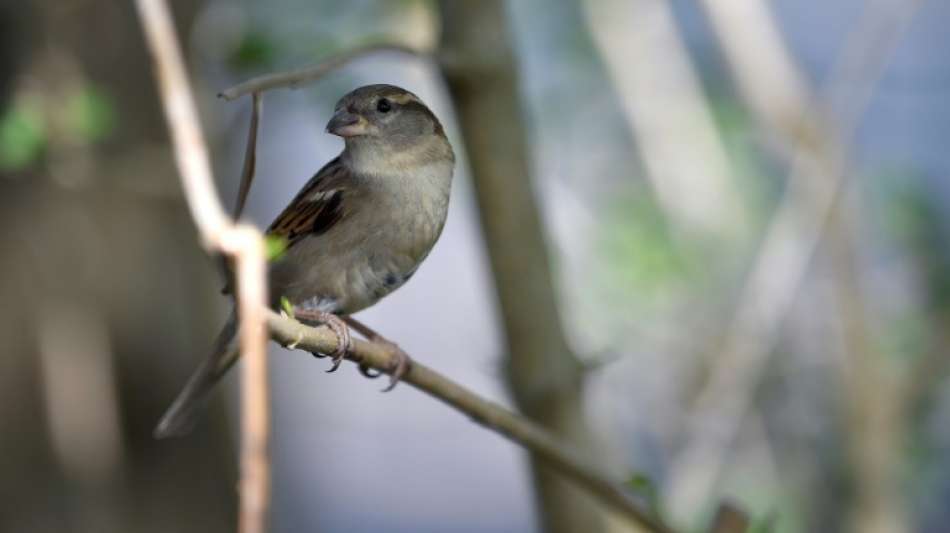 Natursch&uuml;tzer z&auml;hlen mehr V&ouml;gel in deutschen G&auml;rten