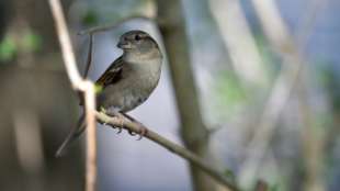 Natursch&uuml;tzer z&auml;hlen mehr V&ouml;gel in deutschen G&auml;rten