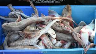 EU-Frist im Fischerei-Streit zwischen Frankreich und Gro&szlig;britannien abgelaufen