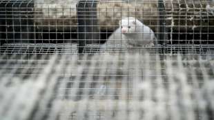 Russland meldet Zulassung von erstem Corona-Impfstoff f&uuml;r Tiere