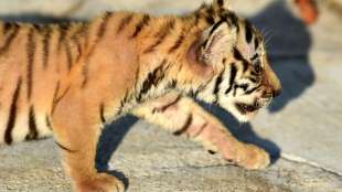 Ber&uuml;chtigter Wilderer von K&ouml;nigstigern in Bangladesch festgenommen