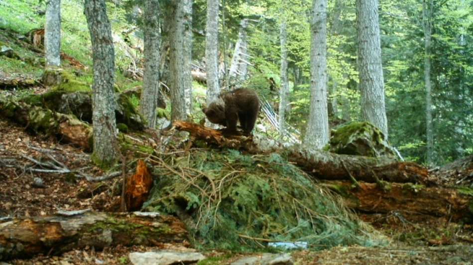 B&auml;rin in franz&ouml;sischen Pyren&auml;en nach Angriff auf J&auml;ger erschossen