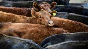 Argentinien nimmt Export von Rindfleisch wieder auf