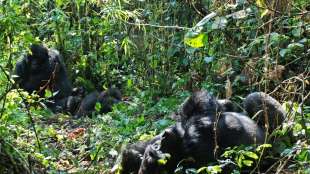Zwei Berggorillas in Nationalpark in Kongo geboren