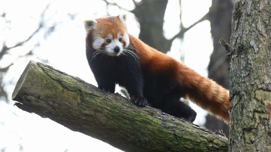 Roter Panda aus Gehege im Duisburger Zoo ausgeb&uuml;xt