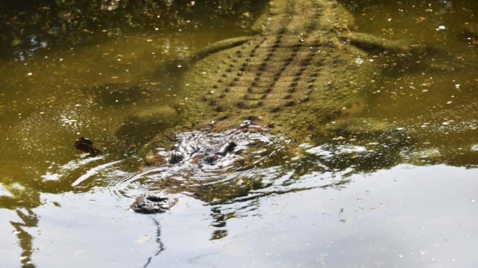 Schwimmer bei Krokodil-Attacke in Australien schwer verletzt
