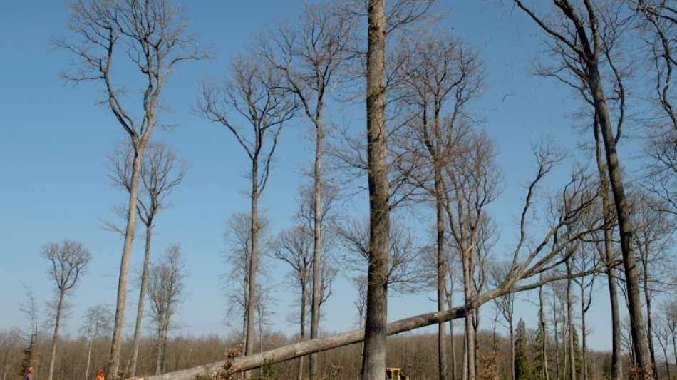 Schulze: Staat soll nur noch Umbau zu klimastabilen W&auml;ldern f&ouml;rdern
