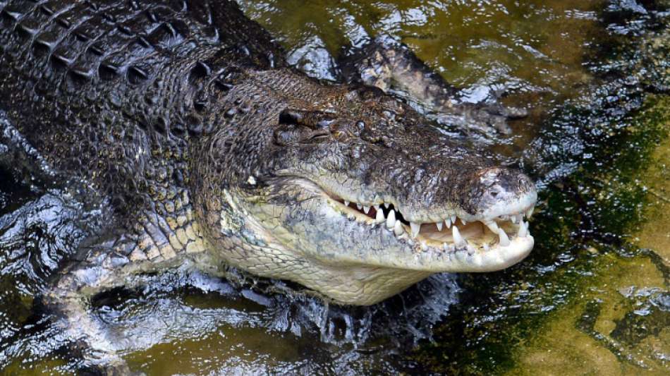 Australier wehrt Krokodil mit blo&szlig;en H&auml;nden ab