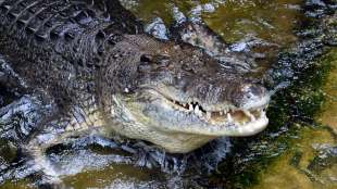 Fischer retten nackten Mann in australischer Wildnis voller Krokodile