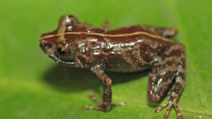 Neuer Frosch in peruanischem Naturschutzgebiet aufgetaucht