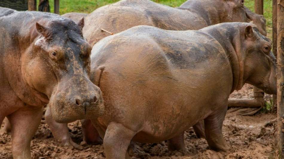 24 Nilpferde auf Farm von verstorbenem Drogenbaron Pablo Escobar sterilisiert