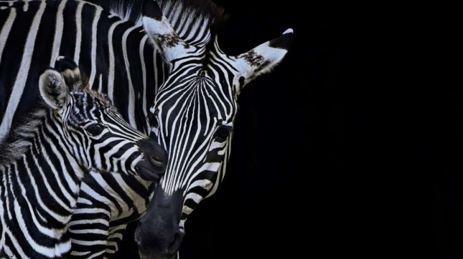 Zwei Zebras in den USA nach Monaten auf der Flucht wieder eingefangen