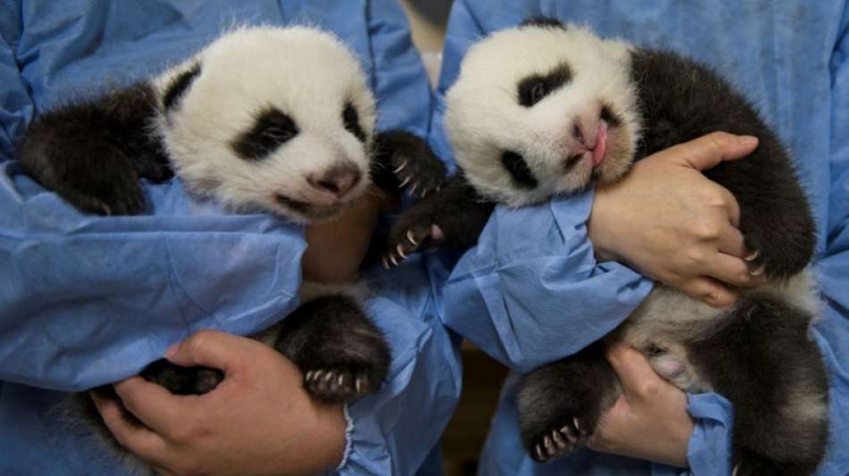 Yuandudu und Huanlili hei&szlig;en die beiden Pandababys im Zoo von Beauval