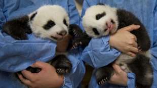 Yuandudu und Huanlili hei&szlig;en die beiden Pandababys im Zoo von Beauval