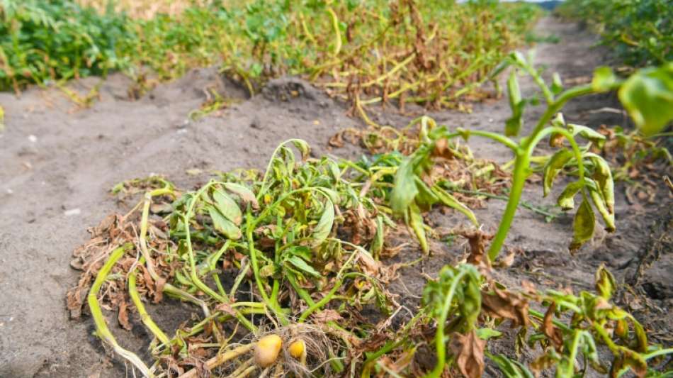 Kartoffelanbaufl&auml;che in Deutschland weiter gestiegen - Auch Ertrag pro Hektar