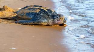 Bedrohte Lederschildkr&ouml;ten schl&uuml;pfen in Ecuador