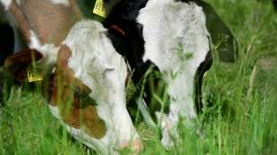 Studie: Milch aus &ouml;kologischer Weidehaltung ist besser f&uuml;r das Klima