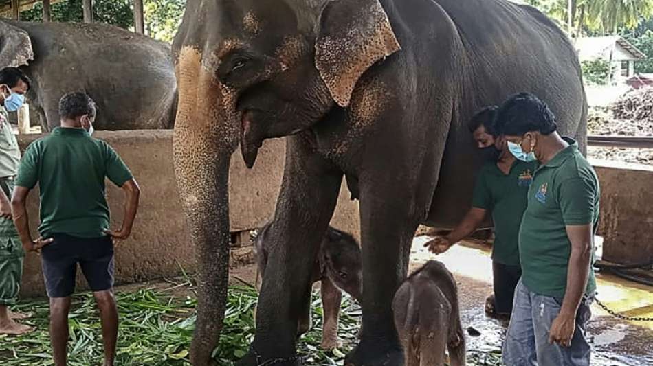 Zwei Mitarbeiter von Cricket-Stadion in Sri Lanka bei Elefanten-Angriff get&ouml;tet
