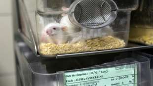 Knapp zwei Prozent aller genehmigten Tierversuche f&uuml;r Erforschung von Coronavirus