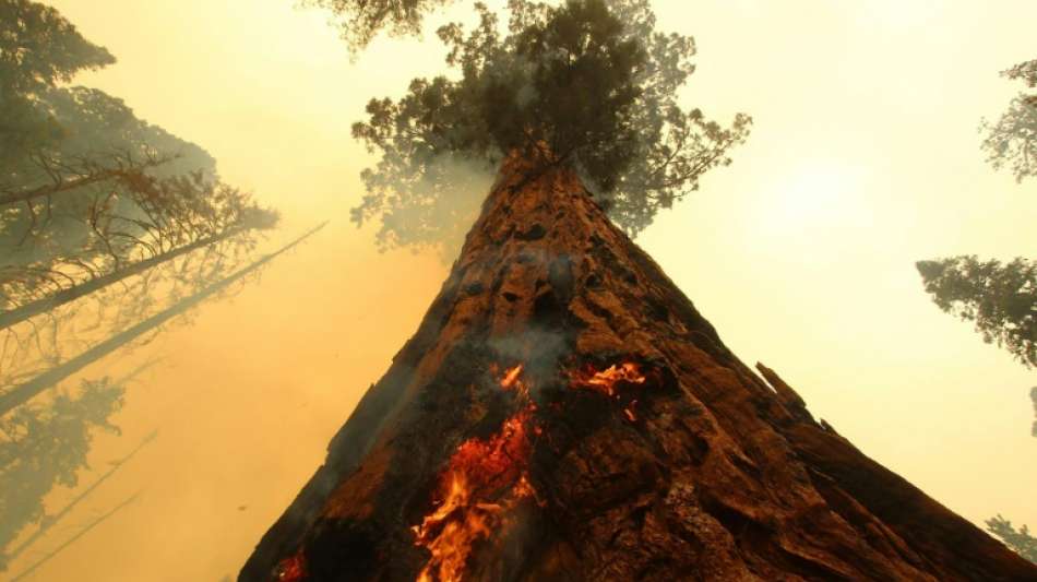 Untersuchung: 2021 tausende Mammutb&auml;ume durch Waldbr&auml;nde in Kalifornien zerst&ouml;rt