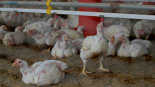 Kl&ouml;ckner: Tote und kranke V&ouml;gel dem Veterin&auml;ramt melden