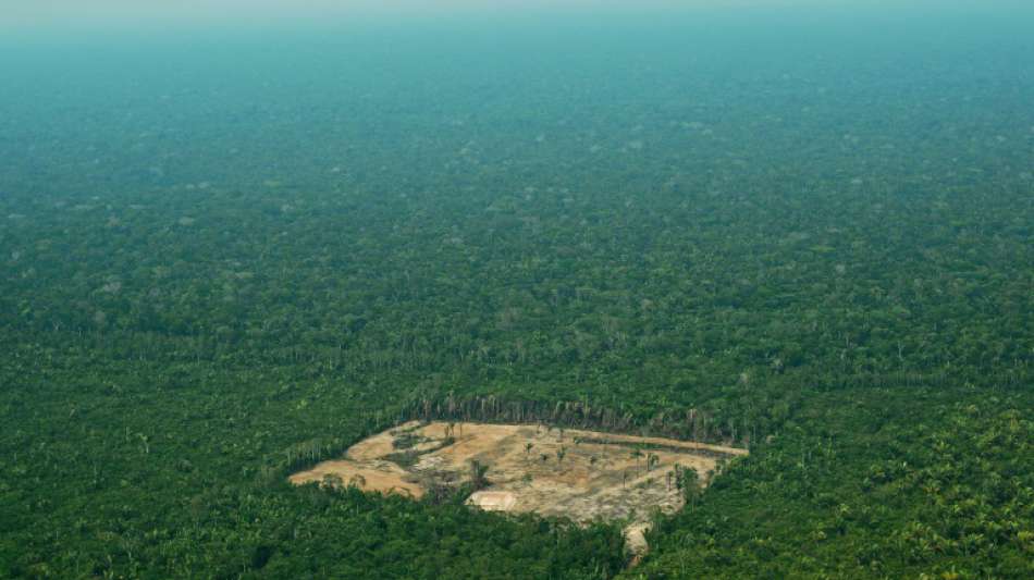 WWF: EU in "Weltrangliste der Waldzerst&ouml;rer" auf Platz zwei nach China