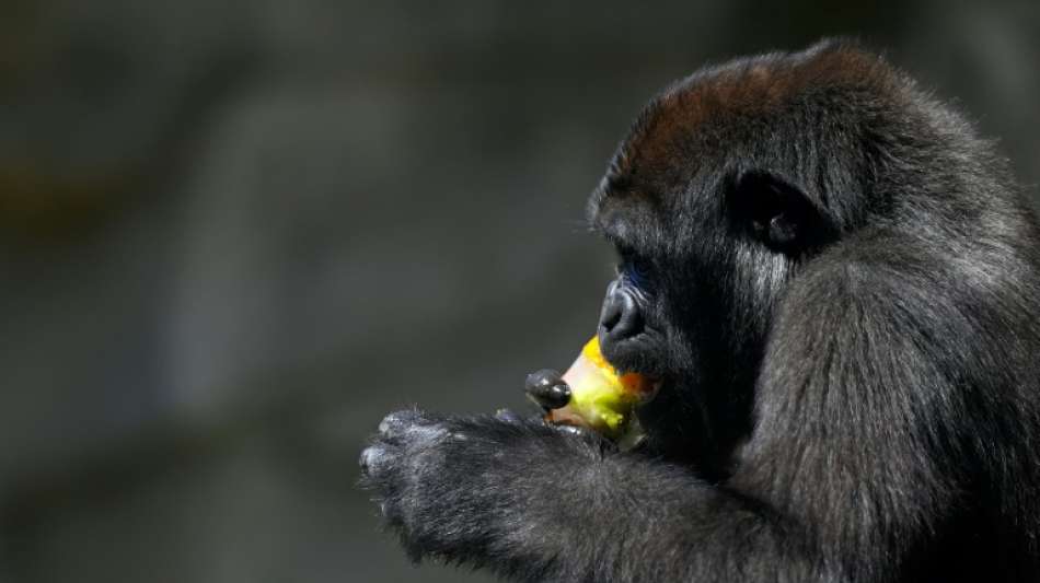 Ber&uuml;hmter einarmiger Gorilla in Demokratischer Republik Kongo ist tot