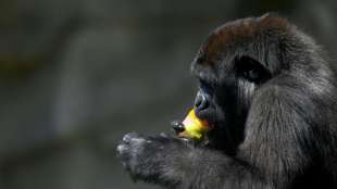 Ber&uuml;hmter einarmiger Gorilla in Demokratischer Republik Kongo ist tot