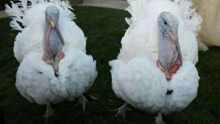 US-Pr&auml;sident Joe Biden begnadigt vor Thanksgiving zwei Truth&auml;hne