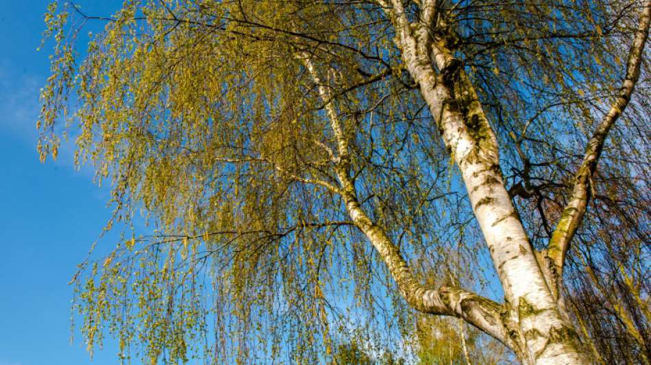 Geringere Pollenbelastung f&uuml;r Allergiker durch k&uuml;hlen Fr&uuml;hling