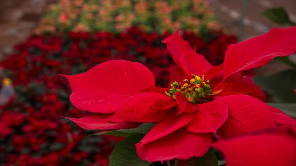 Jede f&uuml;nfte produzierte Zimmerpflanze ist ein Weihnachtsstern