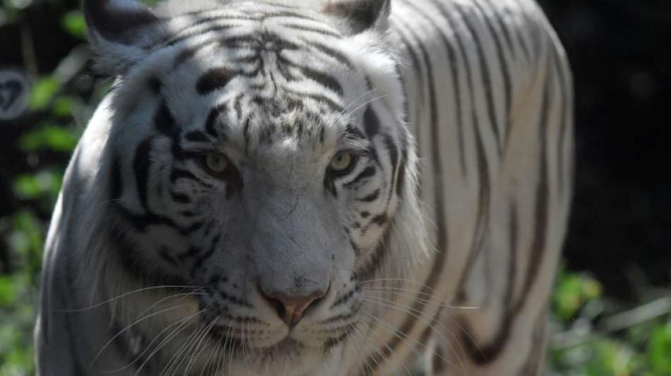 Tiger auf Borneo nach Zooausbruch und T&ouml;tung von W&auml;rter lebend eingefangen