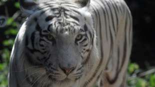 Tiger auf Borneo nach Zooausbruch und T&ouml;tung von W&auml;rter lebend eingefangen