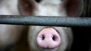 FDP h&auml;lt nichts von einer Steuer auf Fleisch f&uuml;r mehr Tierwohl