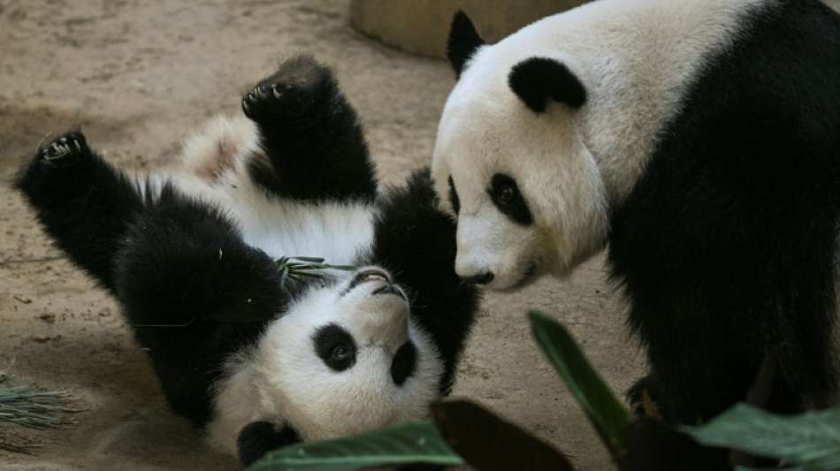 Pandab&auml;rin in Malaysia bringt bereits drittes Junges zur Welt