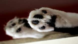 Etwa 100 tote Katzen bei einem 81-J&auml;hrigen in Nizza entdeckt