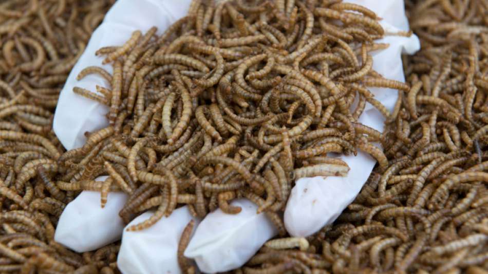 Erste EU-Zulassung von Insekten als Nahrungsmittel r&uuml;ckt n&auml;her