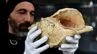 Wissenschaftler bringen 18.000 Jahre altes Schneckenhorn zum Klingen