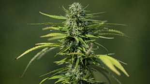 Hanfverband fordert von Ampel-Koalition Legalisierung von Cannabis