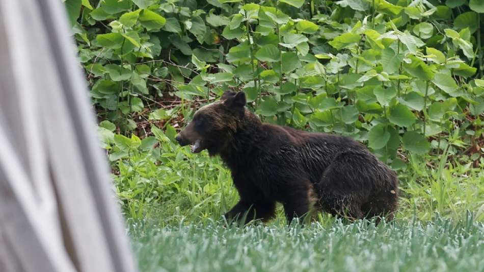 B&auml;r verletzt vier Menschen im Norden Japans