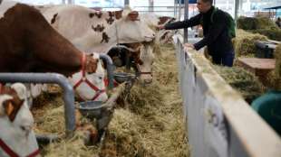 Rinderhalter und Milchviehbetriebe k&ouml;nnen an Initiative Tierwohl teilnehmen 