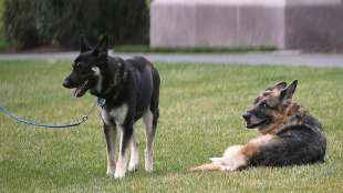 Bidens Sch&auml;ferhund Major bekommt "First-Dog"-Unterricht